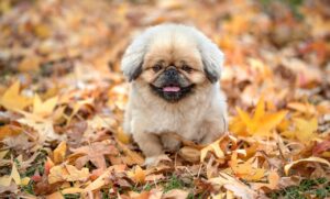 産後に体型が戻らない理由と解決策は？