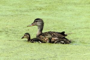 育児中の肩こりを改善するための効果的な方法は？